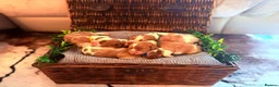 Cavalier King Charles Spaniel dogs for sale: HEALTH TESTED CLEAR cavalier puppies  - Advert 7