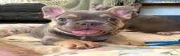 French Bulldog dogs for sale: 2 LEFT!! TOP QUALITY FRENCH BULLDOG PUPPIES - Advert 25
