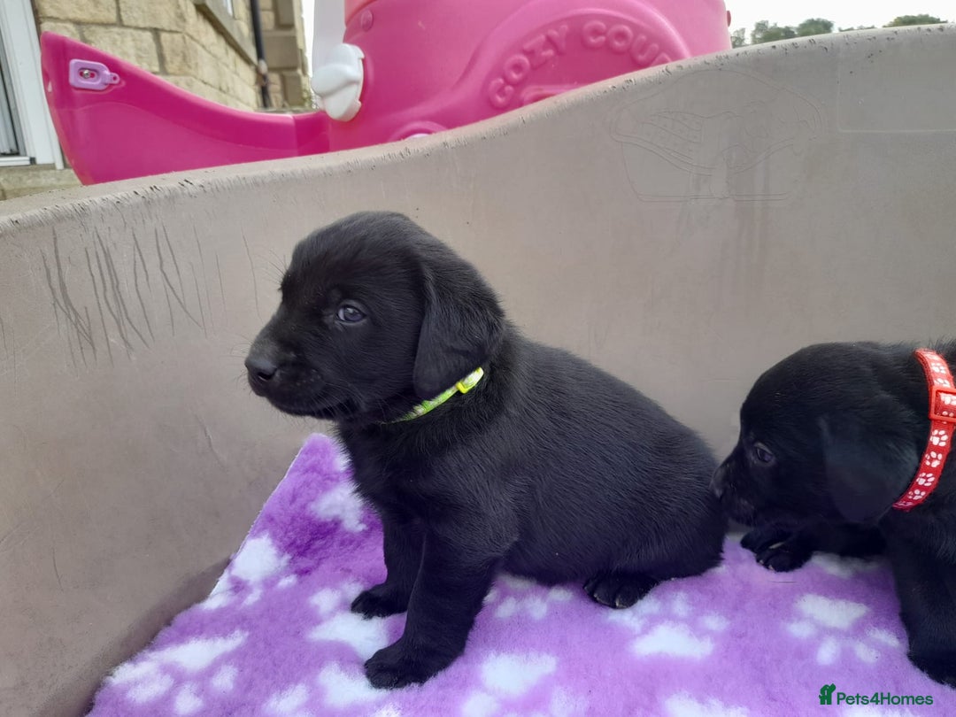 Labrador Retriever dogs for sale: KC Registered working Labrador puppies - Image 23