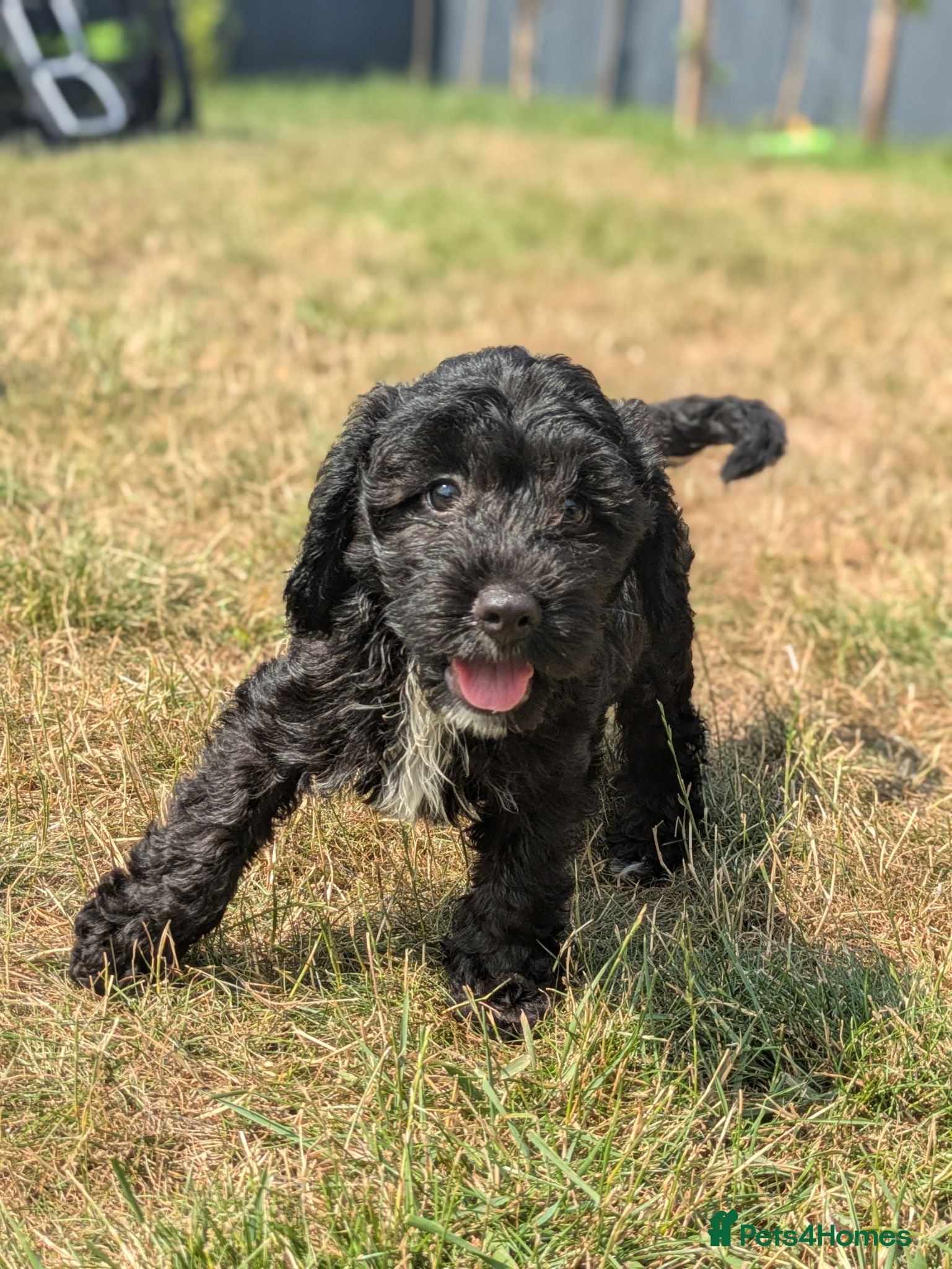 Cockapoo dogs 🖤 F1 Miniature Cockapoos 🖤 Health Tested Parents - Advert 1