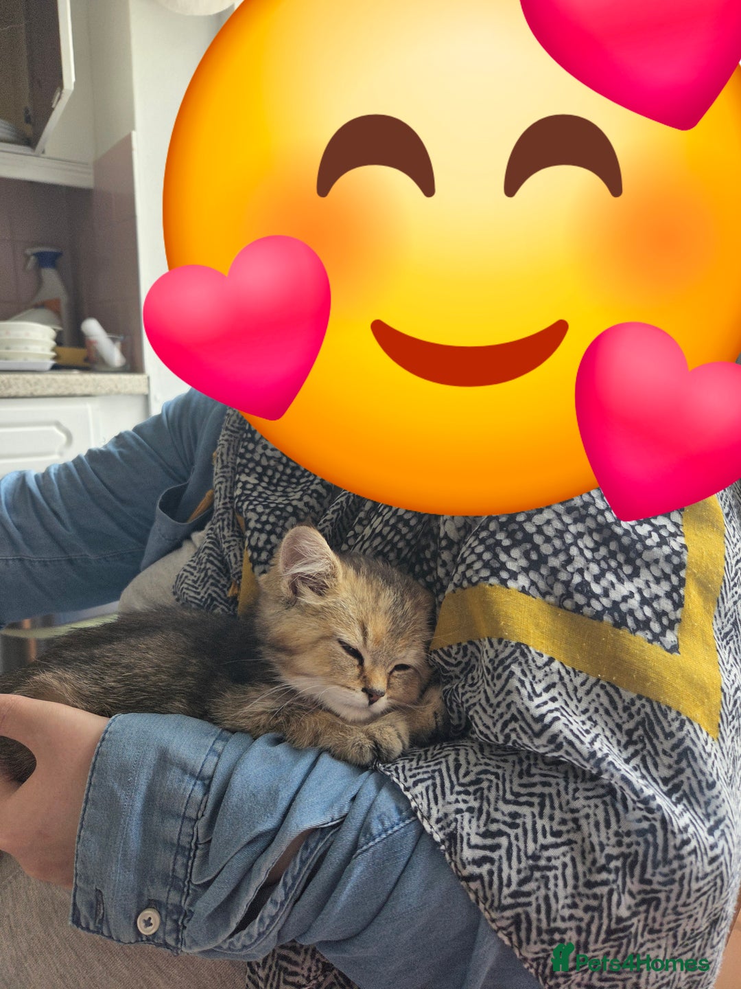 British Shorthair cats for sale: Beautiful 5 kittens  - Image 8