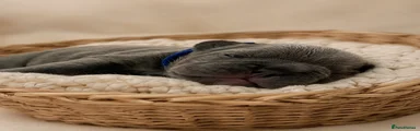 French Bulldog 2