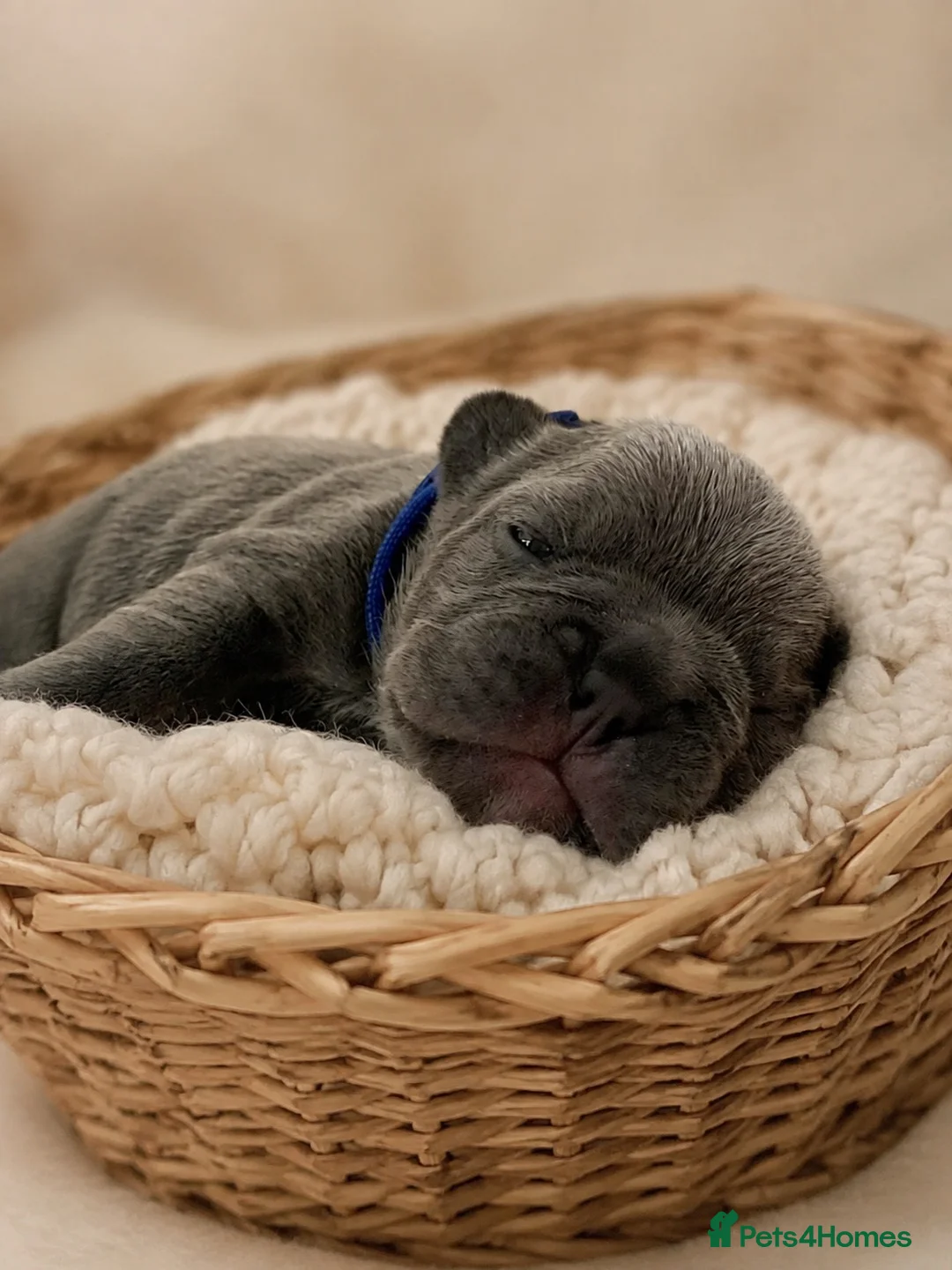 French Bulldog dogs for sale: Beautiful litter of French bulldog puppies  - Advert 9