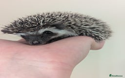 Pygmy Hedgehog rodents for sale: Pygmy Hedgehog Babies (one boy left) - Image 8
