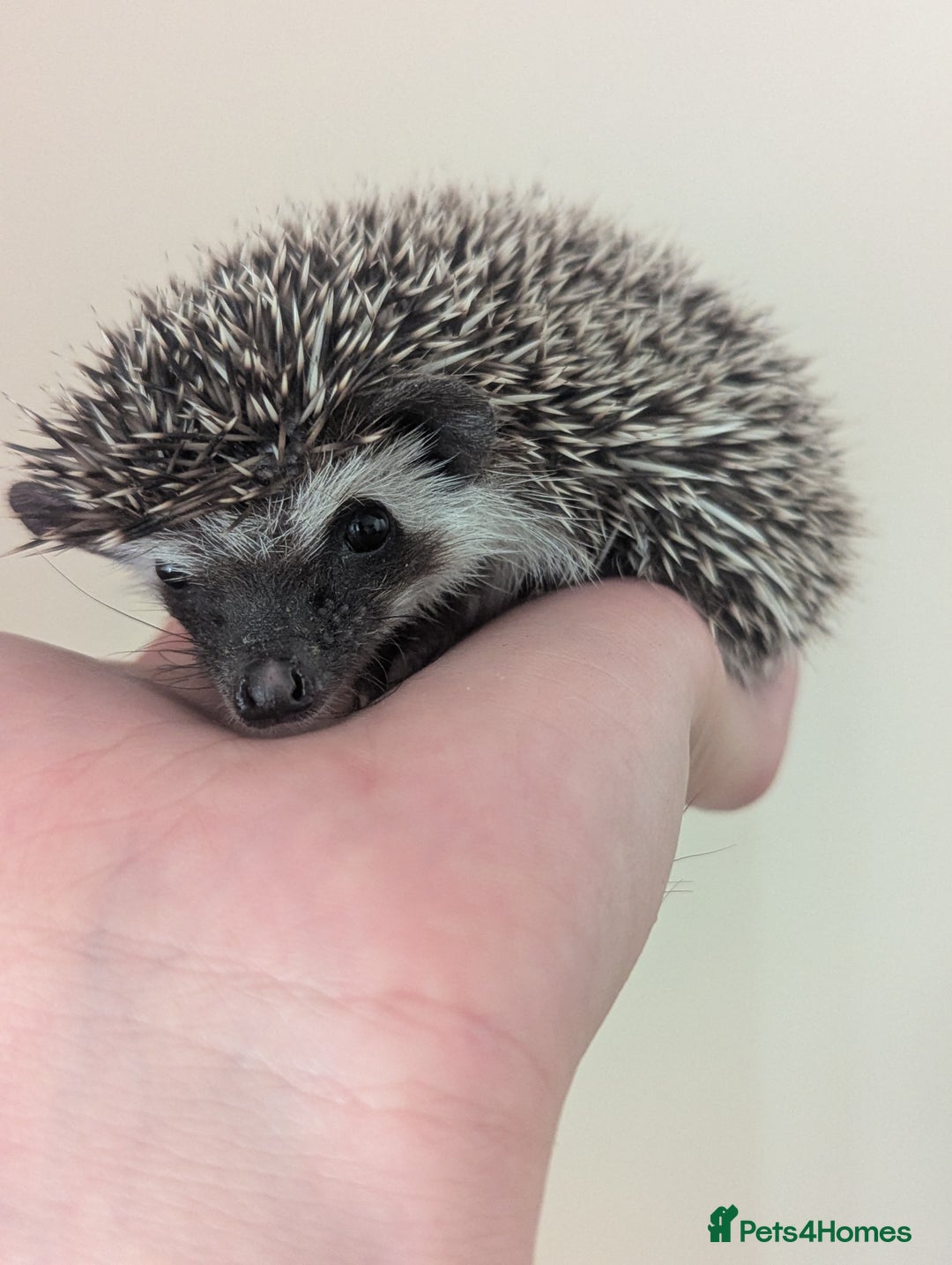 Pygmy Hedgehog rodents for sale: Pygmy Hedgehog Babies (one boy left) - Image 8