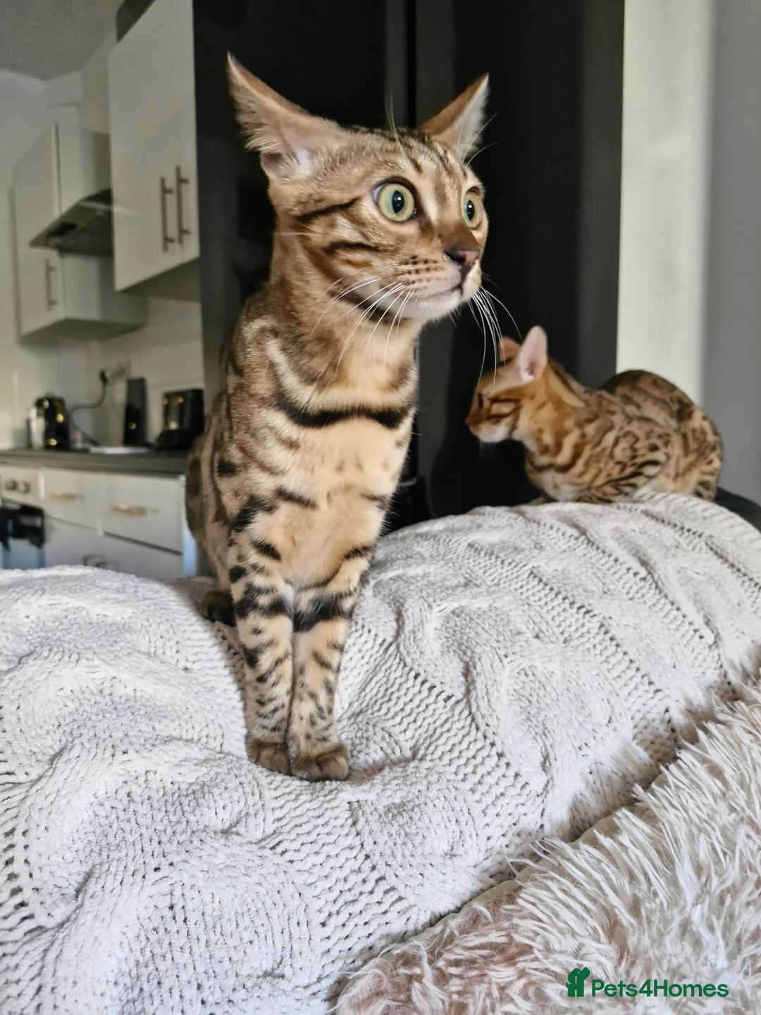 Bengal cats for sale: Bengal kittens, 6 month old in Southsea - Advert 1