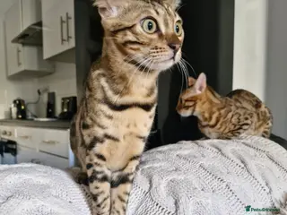 Bengal cats Bengal kittens, 6 month old - Advert 17