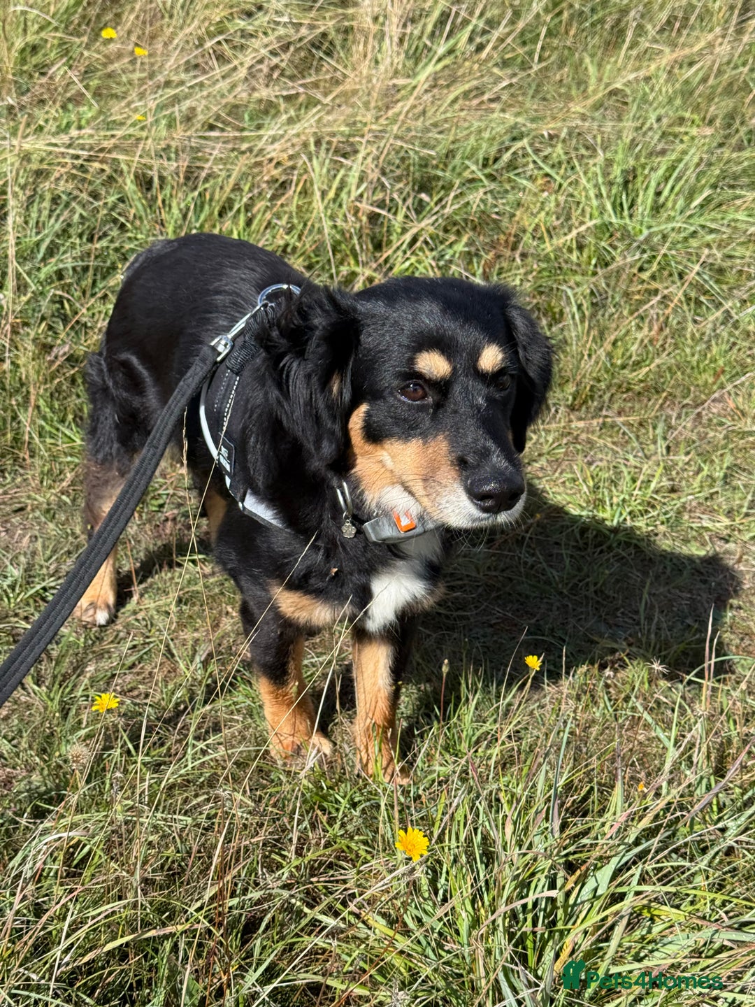 Mixed Breed dogs for adoption: Sweet Bubu Looking For Love  - Image 10