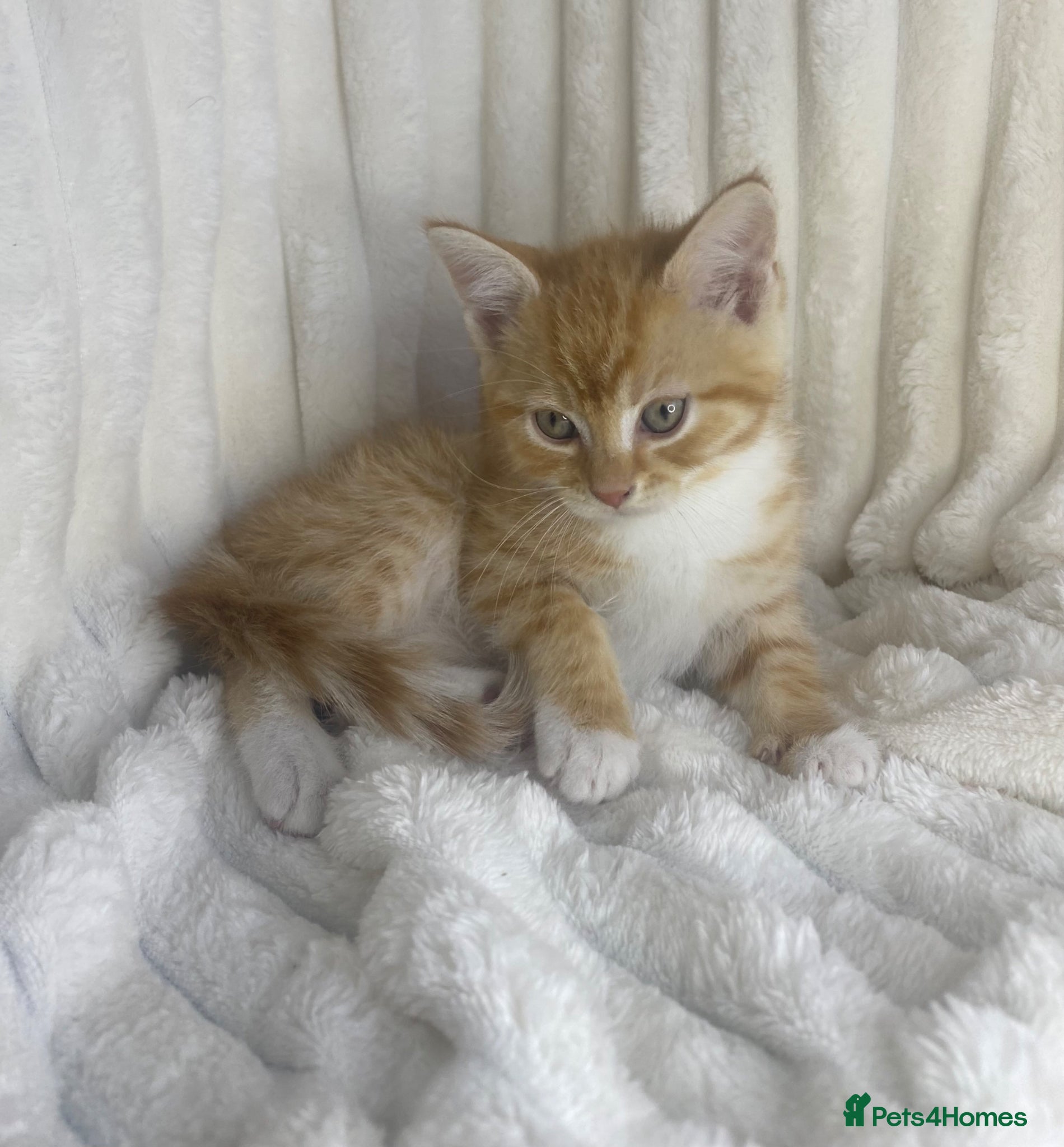 Mixed Breed cats Fluffy ginger kitten  - Advert 13