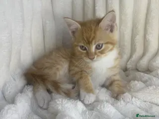 Mixed Breed cats Fluffy ginger kitten - Advert 13