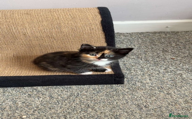 Domestic Shorthair cats - Advert 2
