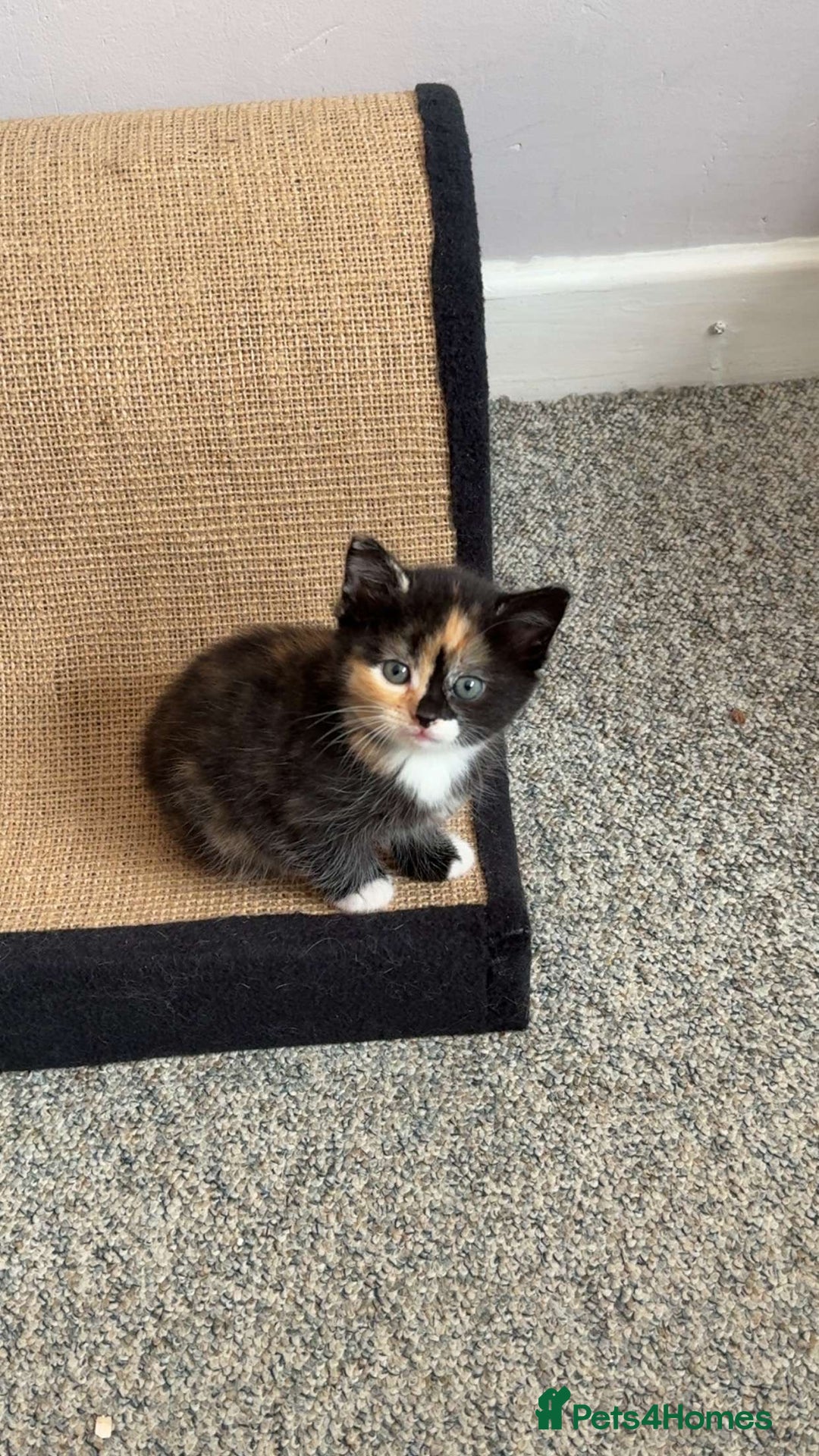 Domestic Shorthair cats for sale: Calico kittens - Image 1