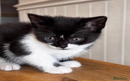 Mixed Breed cats for sale: Looking for forever homes - Image 4