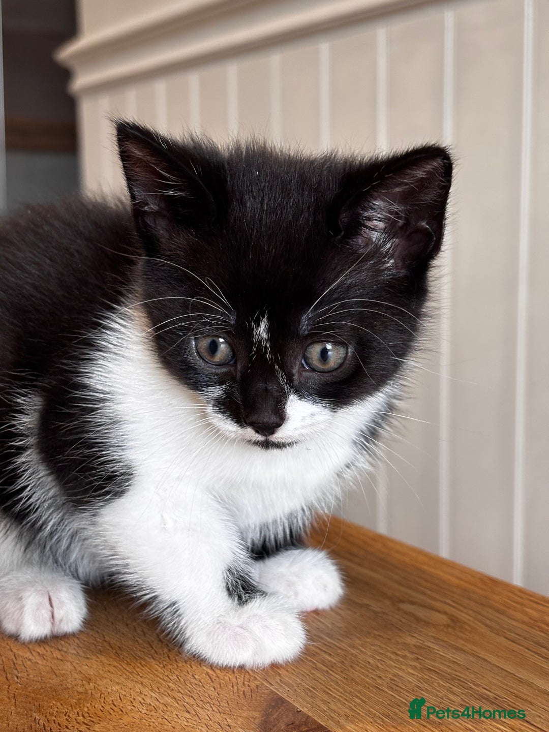 Mixed Breed cats for sale: Looking for forever homes - Image 4