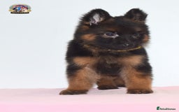 German Shepherd dogs for sale: German shepherd puppies  - Image 12