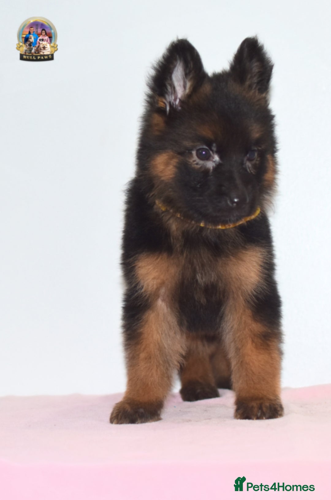 German Shepherd dogs for sale: German shepherd puppies  - Image 12