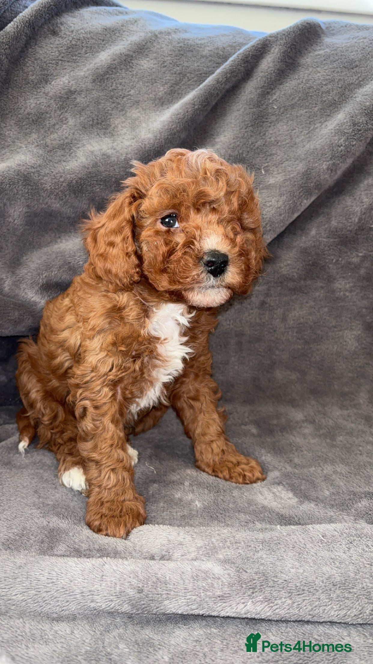 Cavapoo dogs Cavapoo F1B 1 boy & 1 girl AVAILABLE  - Advert 10