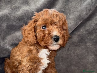 Cavapoo dogs Cavapoo F1B 1 boy & 1 girl AVAILABLE - Advert 10