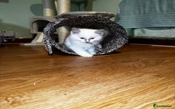 Ragdoll cats for sale: Adorable ragdoll kittens - Image 27