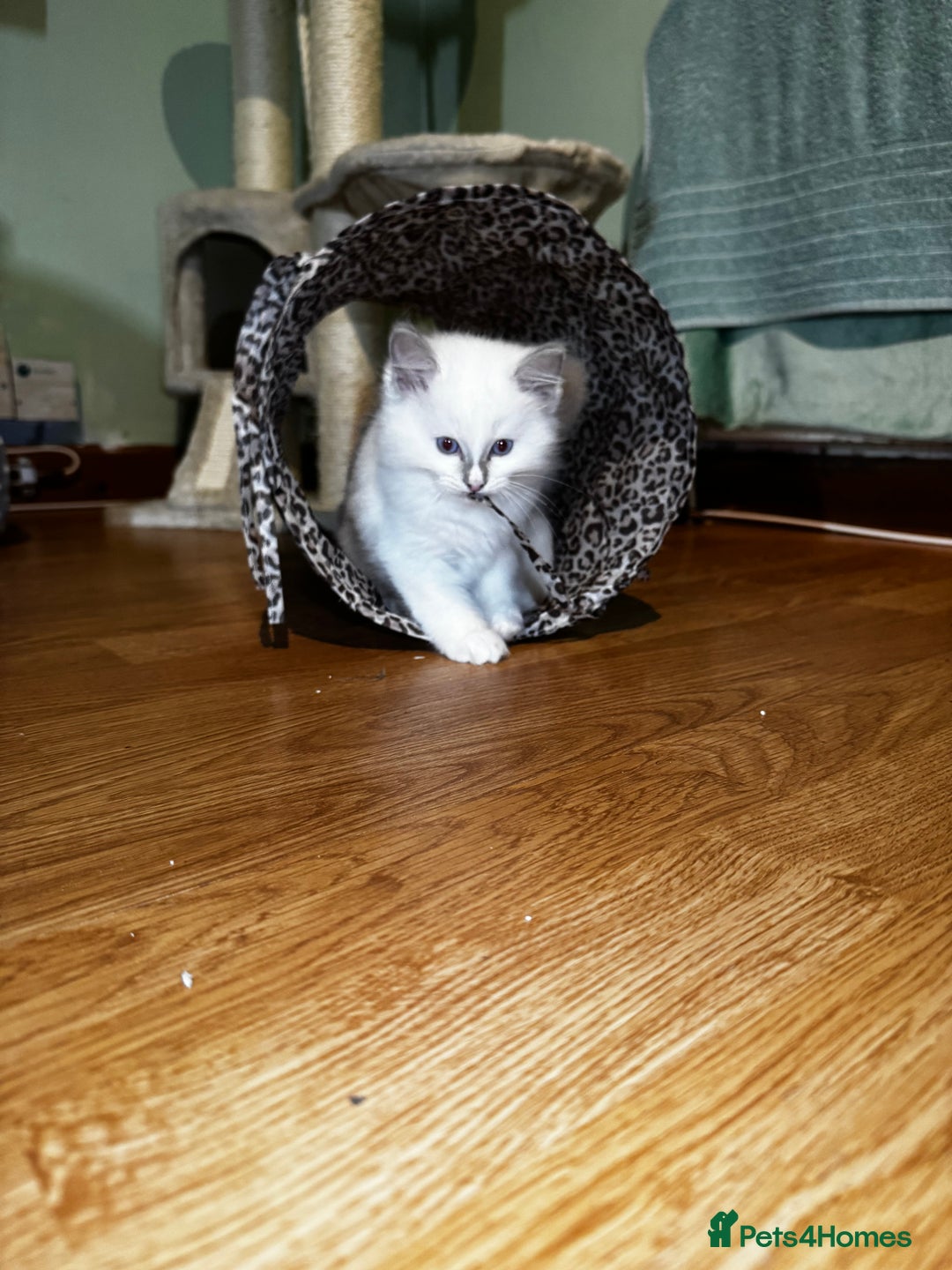 Ragdoll cats for sale: Adorable ragdoll kittens - Image 27