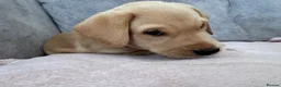 Labrador Retriever dogs for sale: Labrador puppies for sale. 1 golden boy left now. - Advert 11