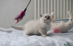 Ragdoll cats for sale: Active TICA princesses 👑❤️🩷💜 - Image 28