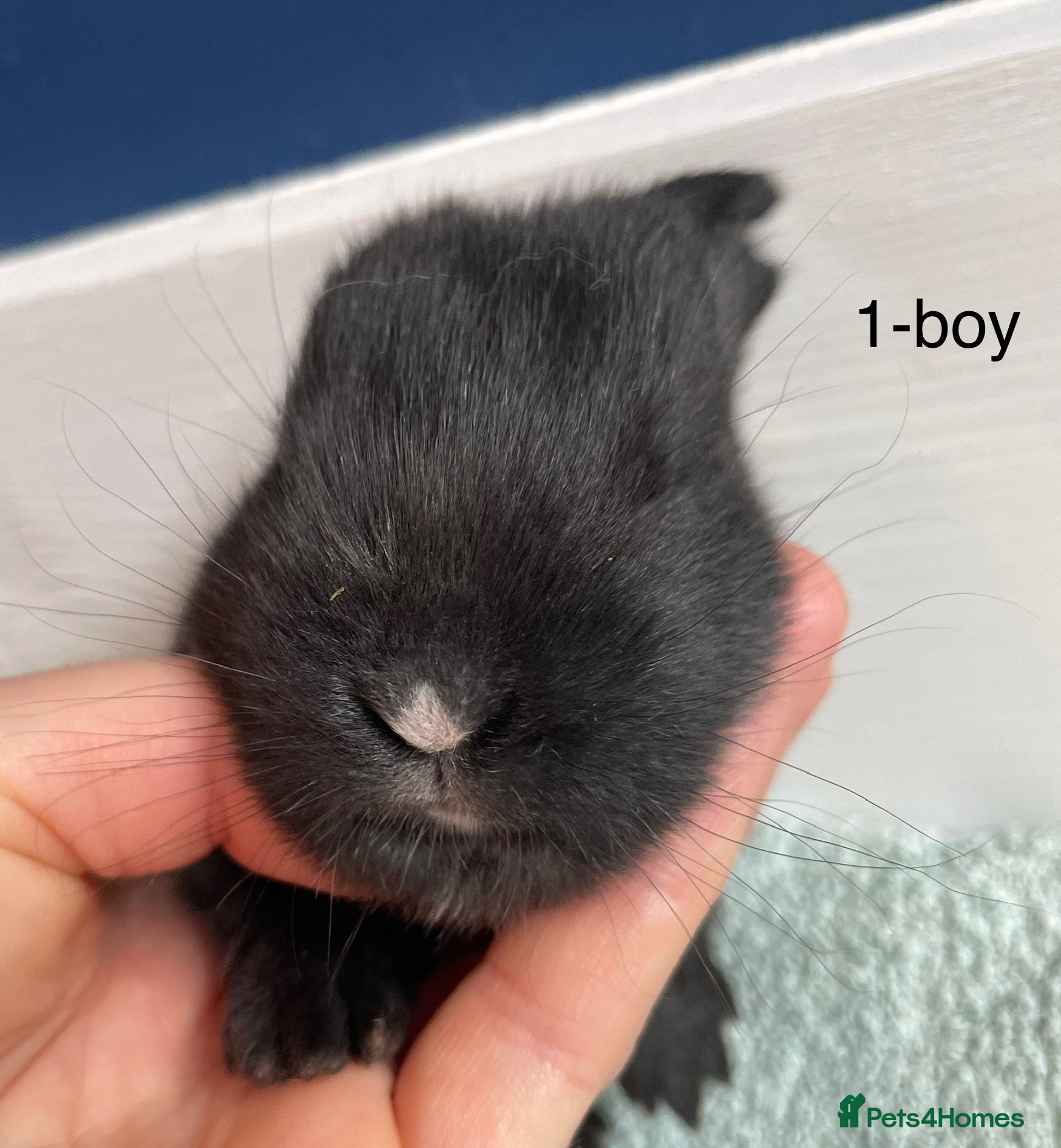 Continental Giant rabbits 💖 Pure bred continental giants💖 - Advert 13