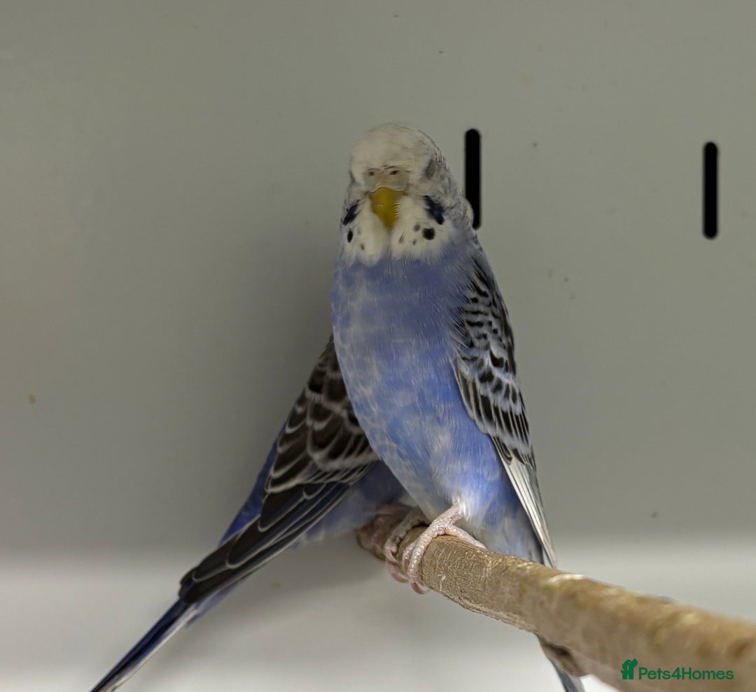 Budgerigars birds for sale: Beautiful baby budgies  - Image 7