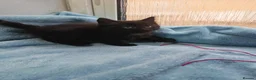 Mixed Breed cats for sale: 8 WEEKS OLD FLUFFY Kittens VIDEOS - Advert 18