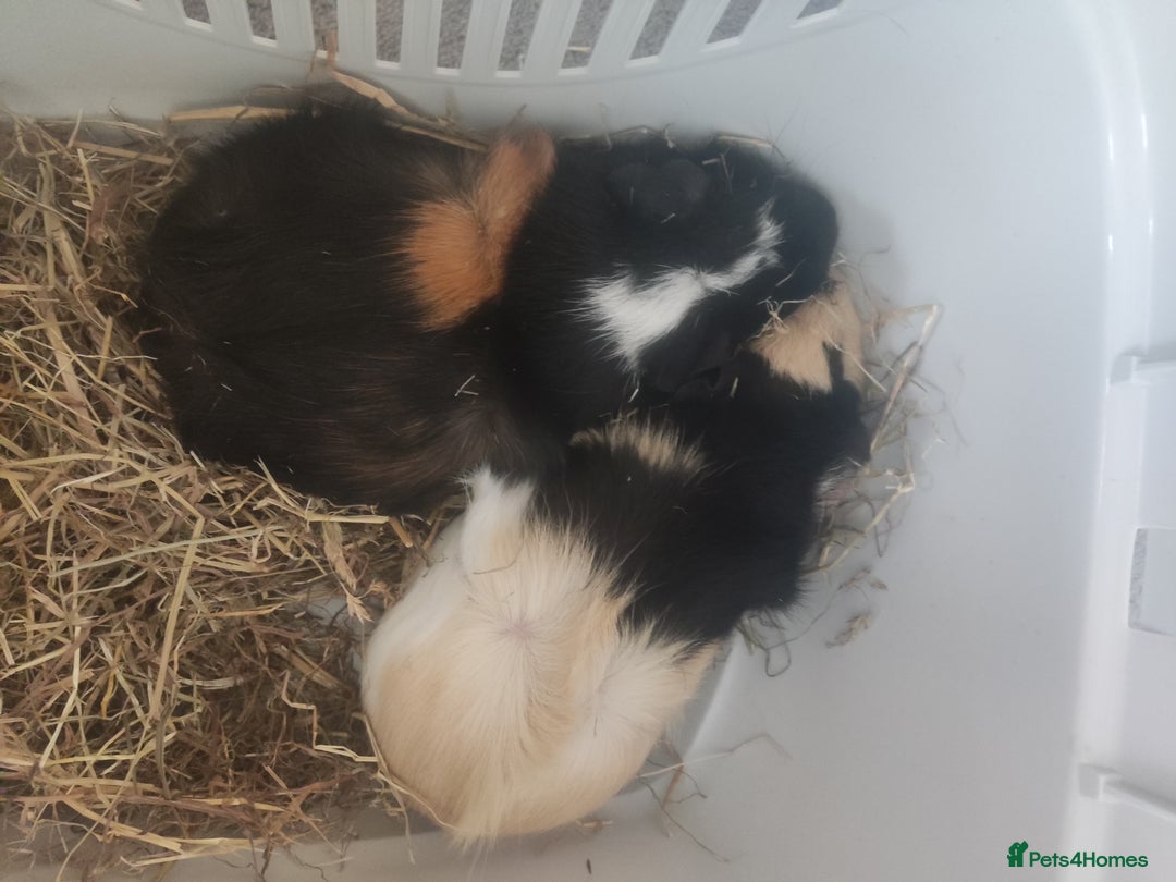 Guinea Pig rodents for sale: 2 Male Guinea Pigs - Have to go together  - Image 7