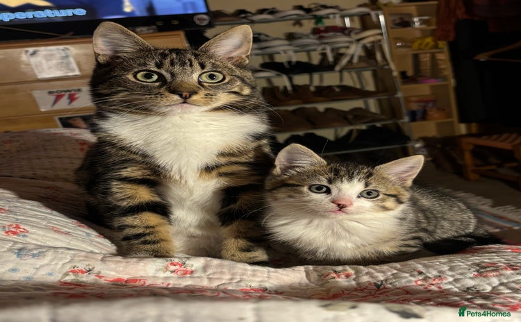 Domestic Shorthair cats - Advert 4