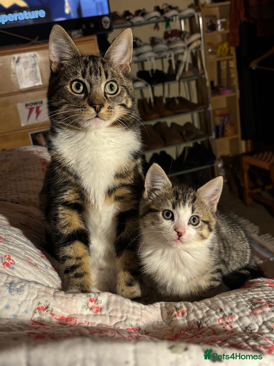 Domestic Shorthair cats for sale: Male 8 week old kitten  - Image 1