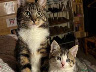 Domestic Shorthair cats - Advert 4