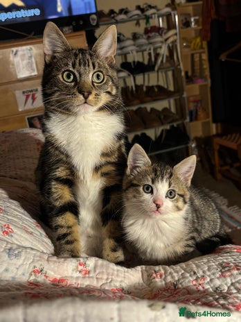 Domestic Shorthair cats - Advert 1