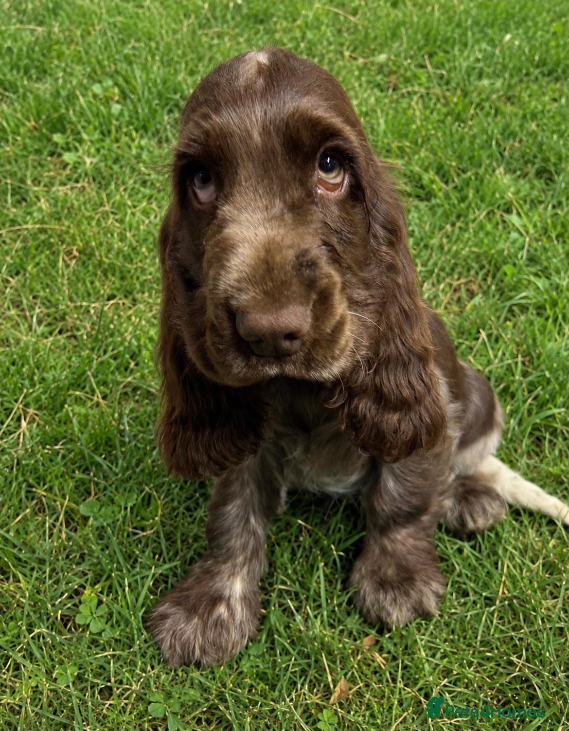Cocker Spaniel dogs SHOW KC Registered, true to type, Cocker Spaniels - Advert 12