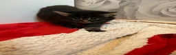 Mixed Breed cats for sale: Sweet litter of 4 kittens  - Advert 9