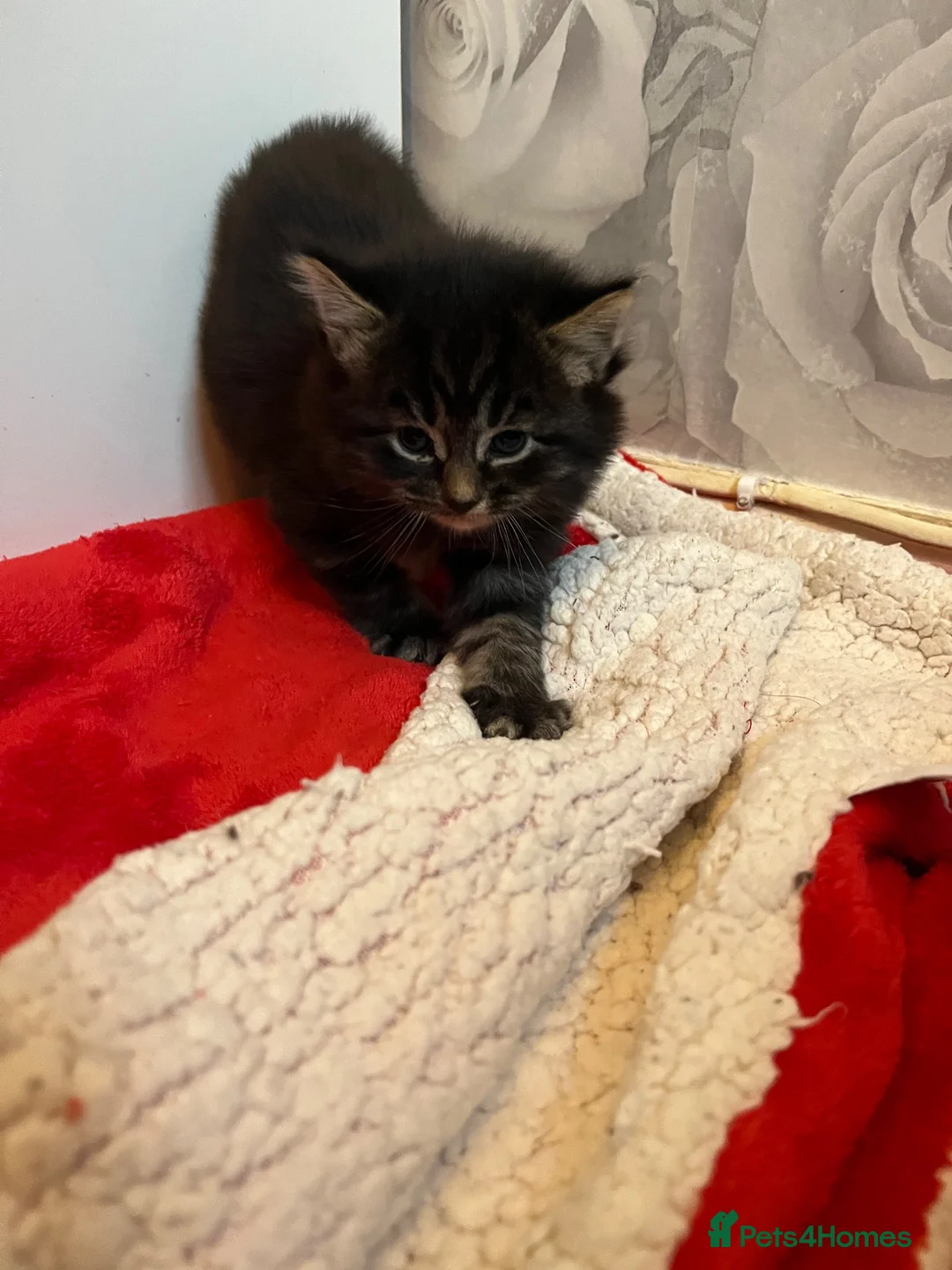 Mixed Breed cats for sale: Sweet litter of 4 kittens  - Advert 9