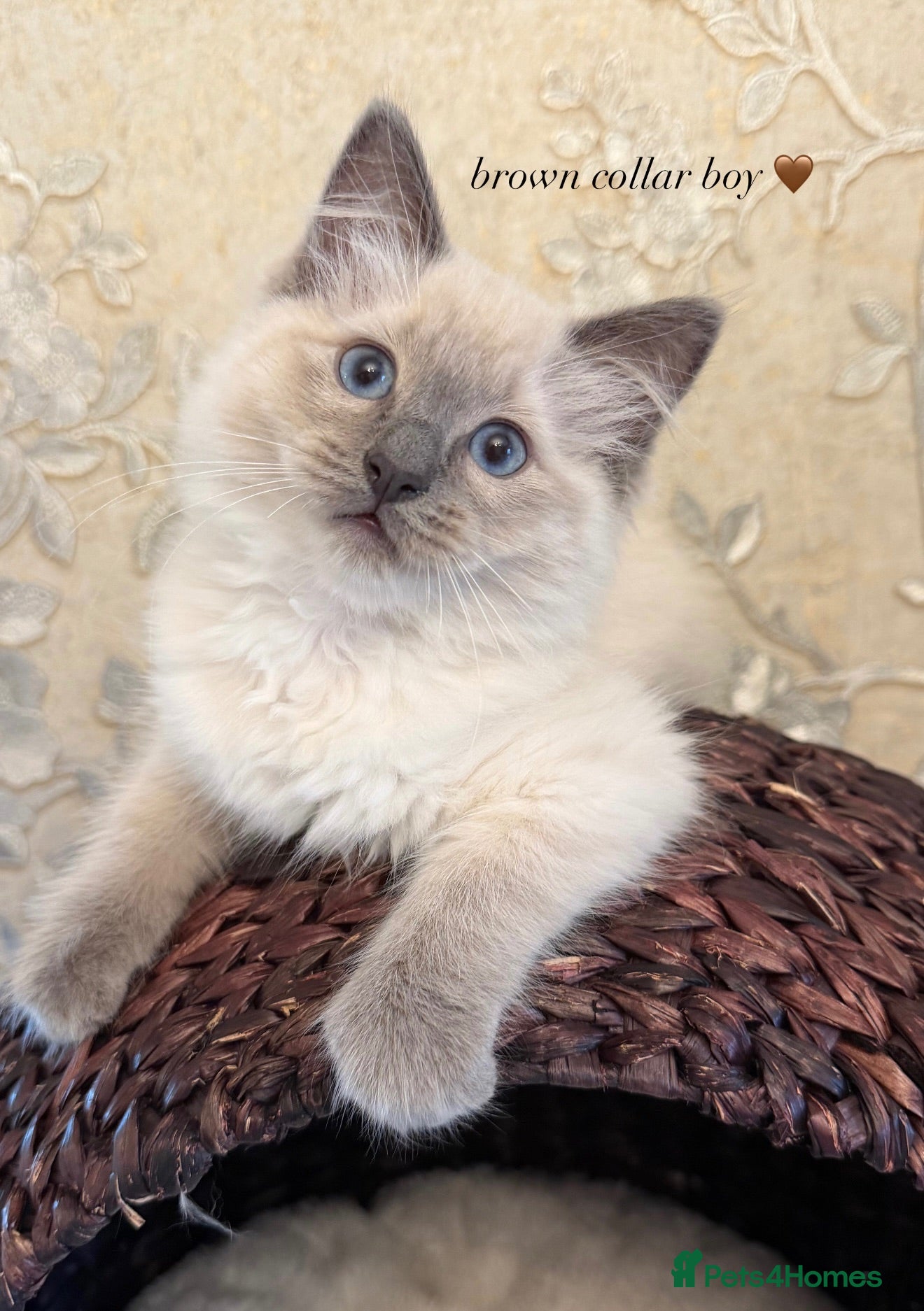 Ragdoll cats   1 BEAUTIFUL RAGDOLL LEFT  - Advert 16