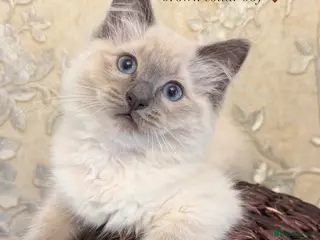 Ragdoll cats 1 BEAUTIFUL RAGDOLL LEFT - Advert 16