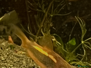 Corys fish - Advert 32