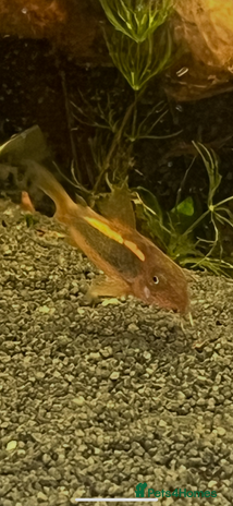 Corys fish - Advert 2