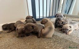 Mixed Breed dogs for sale: Frenchie x Staffy puppies  - Image 9
