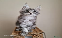 Maine Coon cats for sale: 🥰MC Kittens🥰 - Image 11