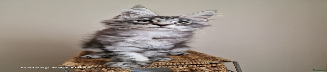 Maine Coon 👑