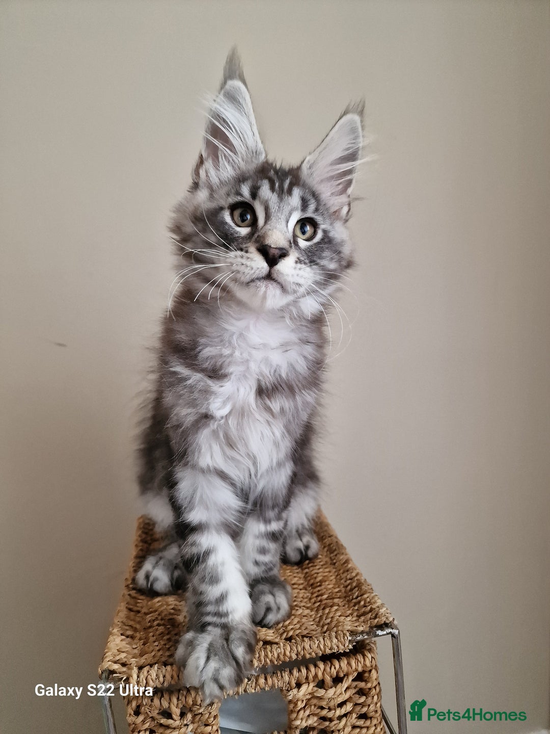 Maine Coon cats for sale: 🥰MC Kittens🥰 - Image 11