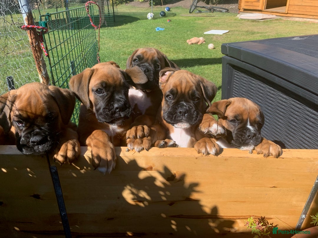 Boxer dogs for sale: Stunning KC Boxer Puppies for Sale - Image 6
