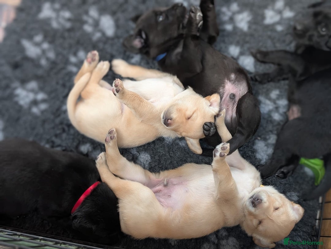 Labrador Retriever dogs for sale: 1 x Black Dog - KC reg, FTCH sired in Droitwich - Image 6