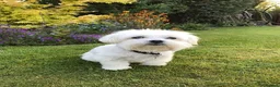Maltese dogs for sale: Korean Maltese puppies  in London - Advert 2