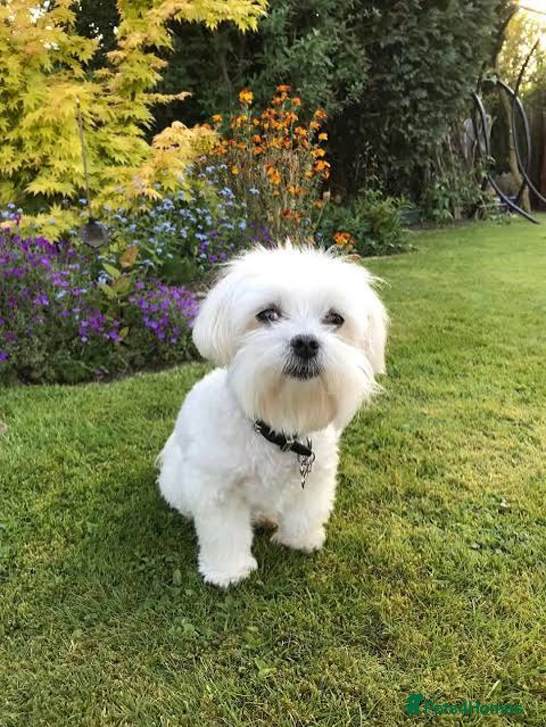 Maltese dogs for sale: Korean Maltese puppies  in London - Advert 2