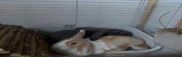 Mixed Breed rabbits for sale: beautiful mixed bunnies - Advert 3